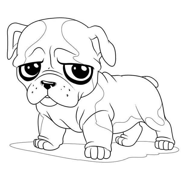 600x632 Pug Coloring Pages