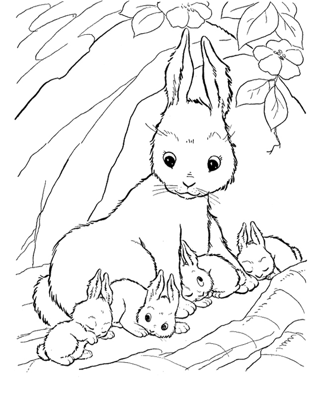 650x796 Baby Bunny Rabbit Coloring Pages