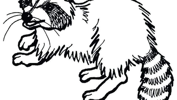 750x425 Raccoon Coloring Pages X Baby Raccoon Coloring Pages