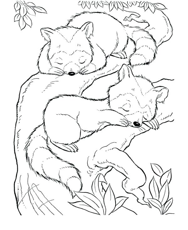 600x734 Racoon Coloring Page