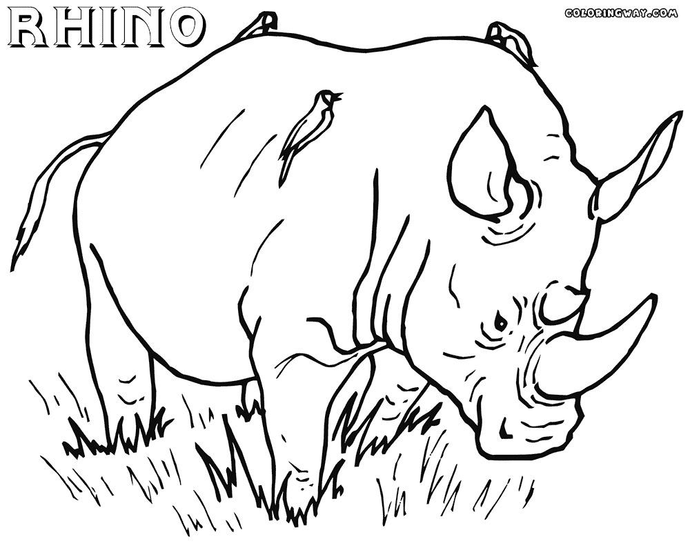 1000x794 Indian Rhino Coloring Page Free Printable Pages Lively