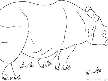 440x330 Rhino Coloring Page Drawing Rhino Coloring Page Rhinoceros Stock