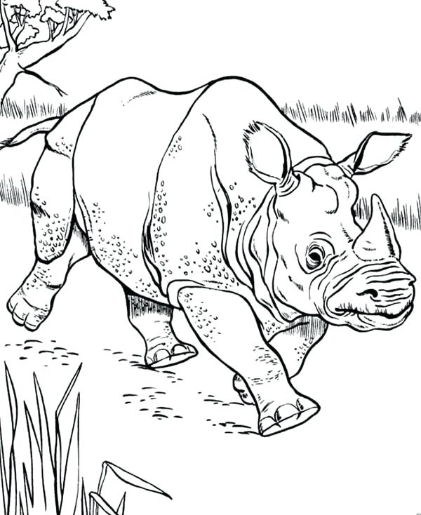 600x734 Rhino Coloring Pages Rhino Sketch Of Rhino Coloring Pages White