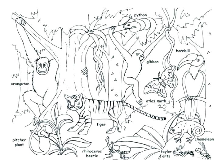730x554 Jungle Safari Colouring Pages Printable Coloring Safari Animal