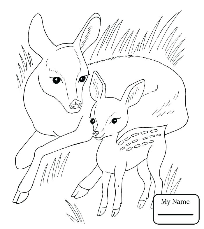 700x786 Mammal Coloring Pages Fawn Coloring Pages Roe Mammals Coloring