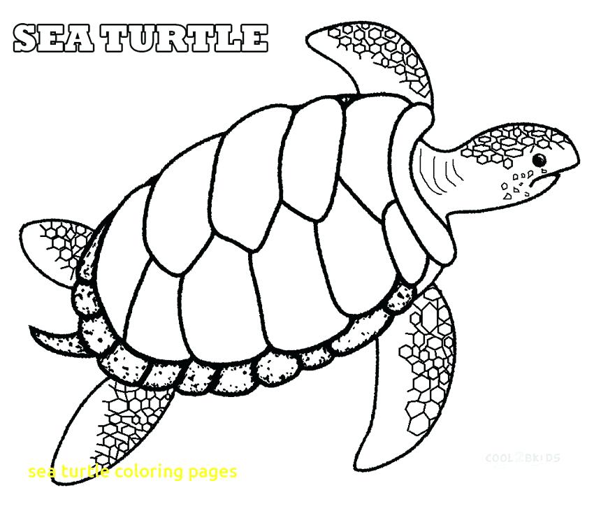 850x731 Coloring Pages Of Sea Turtles Sea Turtle Coloring Pages With Print