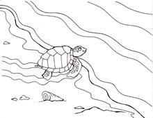 220x170 Coloring Pages Sea Turtles And The Quest To Nest Waterlife
