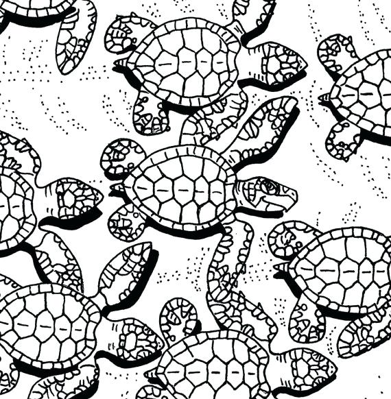 570x582 Paginas Para Colorear De Tortugas Marinas Baby Sea Turtles