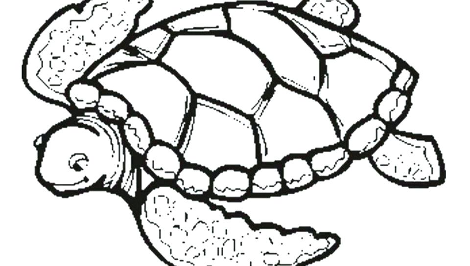 960x544 Turtle Coloring Page Free Printable Colouring In Humorous Sea
