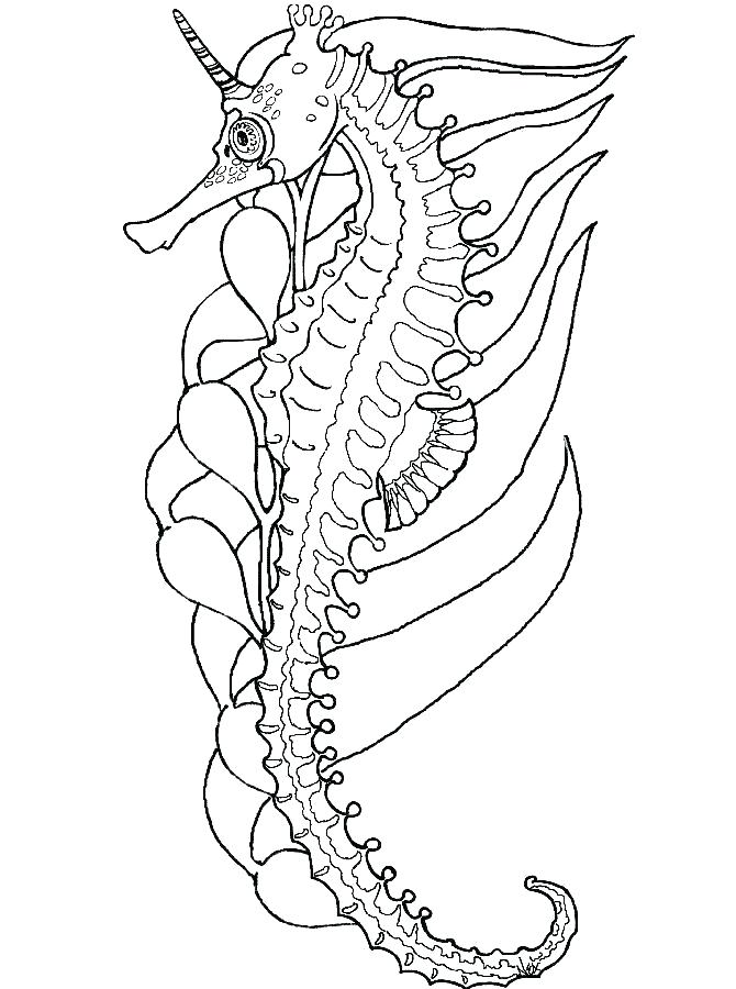 670x900 Seahorse Coloring Pages Sea Coloring Pages For Under The Sea