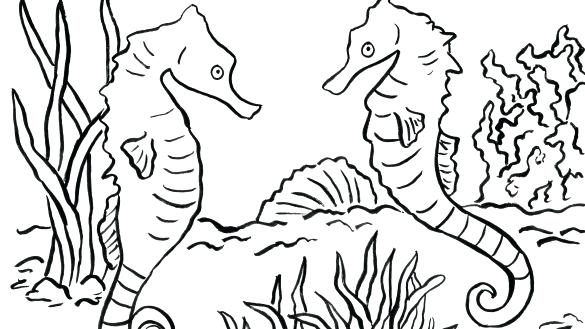 585x329 Seahorse Coloring Pages Seahorse Coloring Pages Com Baby Seahorse