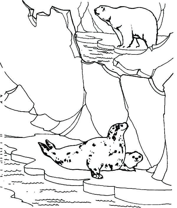 600x703 Baby Seal Coloring Pages Seals Coloring Pages Polar Bear Hunt