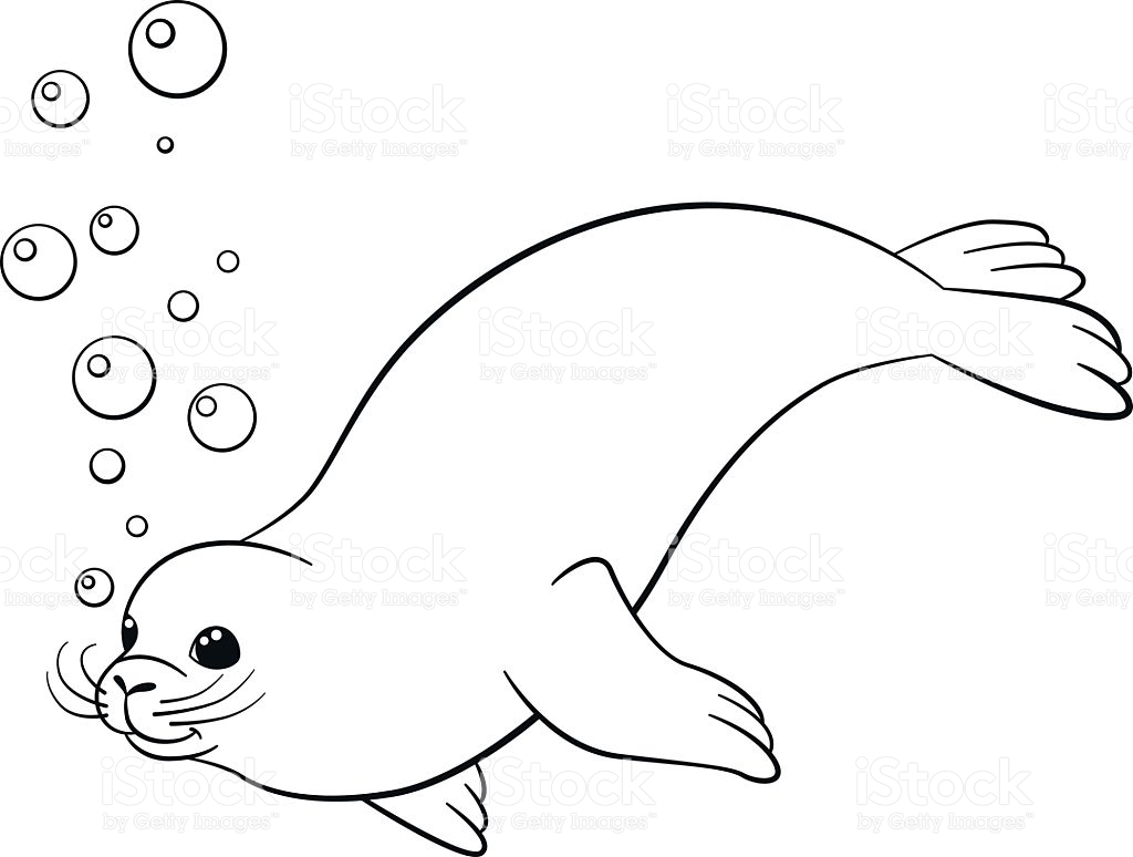 1024x774 Bargain Coloring Pages Of Seals Baby Seal Draw