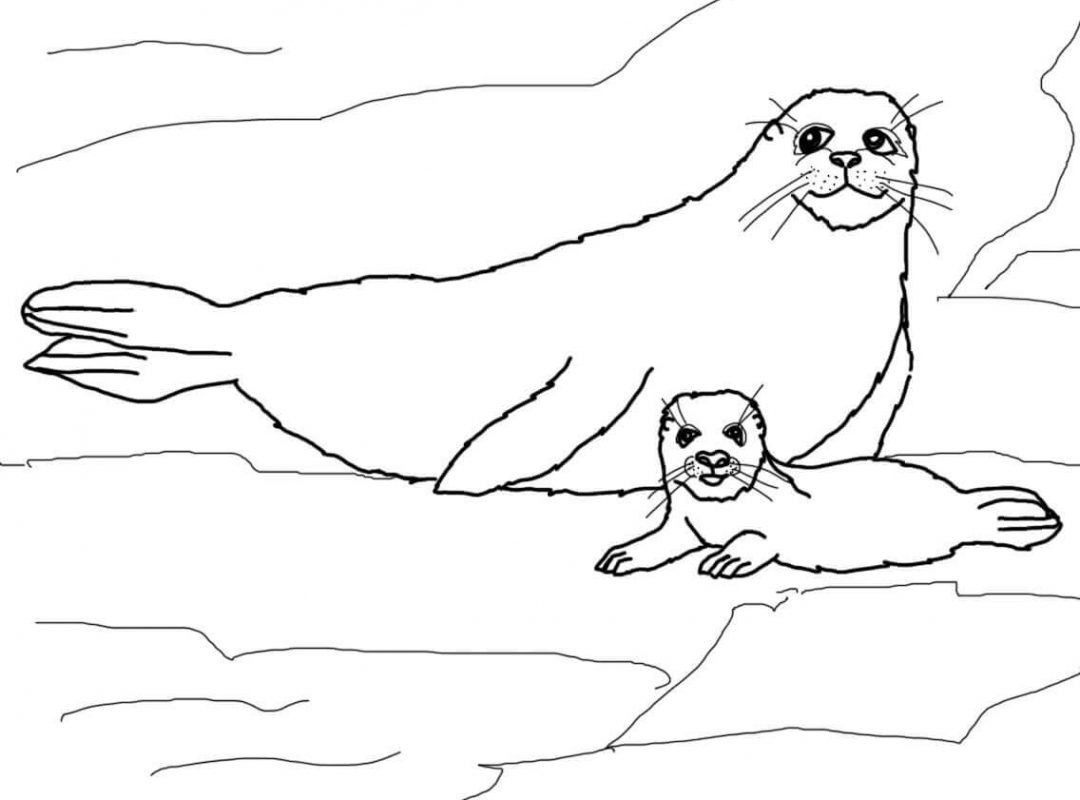 1080x800 Incredible Decoration Seal Coloring Pages Harp Printable Ribbon