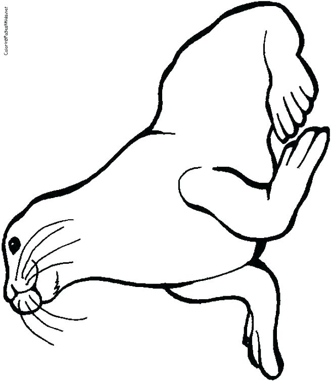 655x756 Otter Coloring Page Baby Seal Coloring Pages Otter Coloring Pages