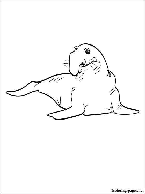 560x750 Seal Colouring Or Coloring Page Elephant Seal Coloring Pages Baby