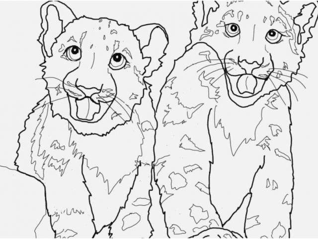640x480 Coloring Snow Leopard Graphic Babies Snow Leopard Coloring Page