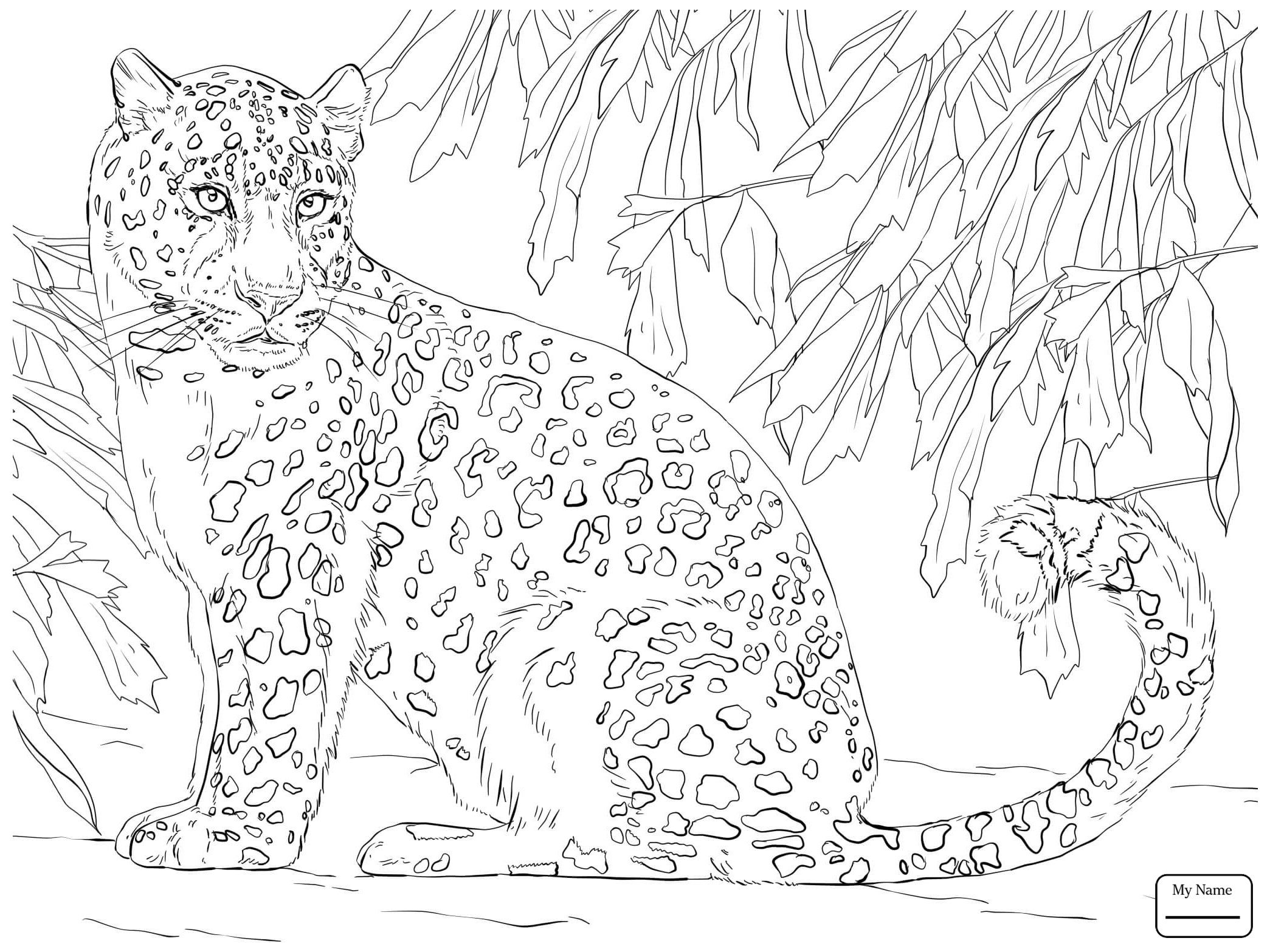 2089x1567 Shrewd Animal Jam Coloring Pages Snow Leopard