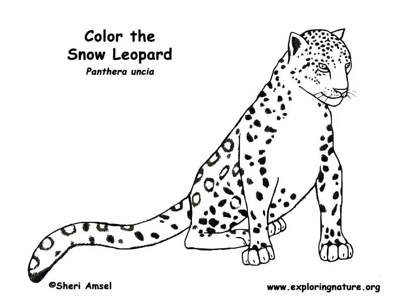 792x612 Snow Leopard Color Leopard Being Cautious Coloring Pages Animal