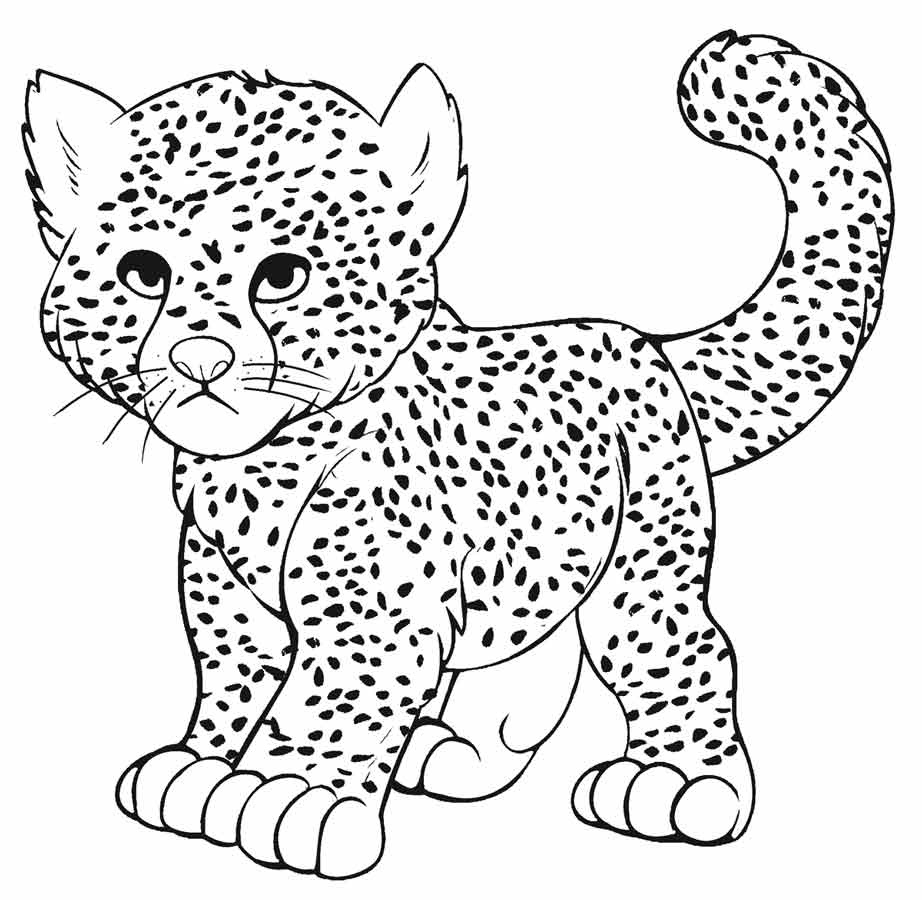 922x900 Snow Leopard Coloring Pages Download