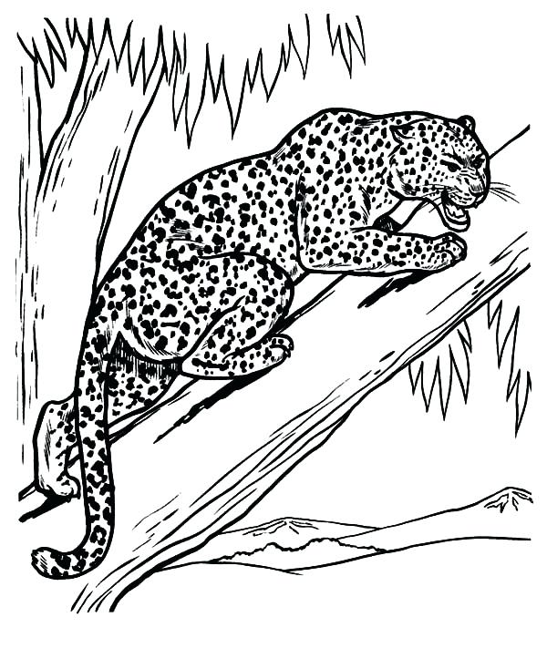 600x734 Snow Leopard Coloring Pages Leopard Feeling Threaten Coloring
