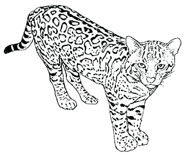 600x503 Leopard Coloring Pages For Adults