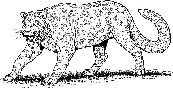 600x308 Leopard Pictures To Color