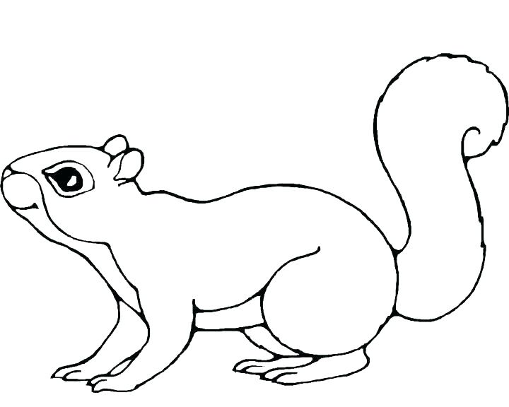 720x576 Squirrel Coloring Page Two Baby Squirrel Coloring Page Gray