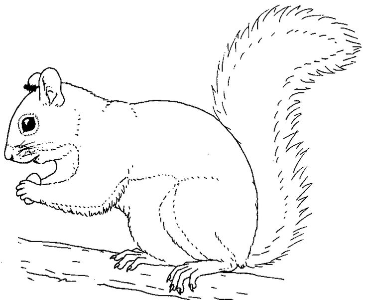735x601 Best Squirrels To Color Images On Coloring Books