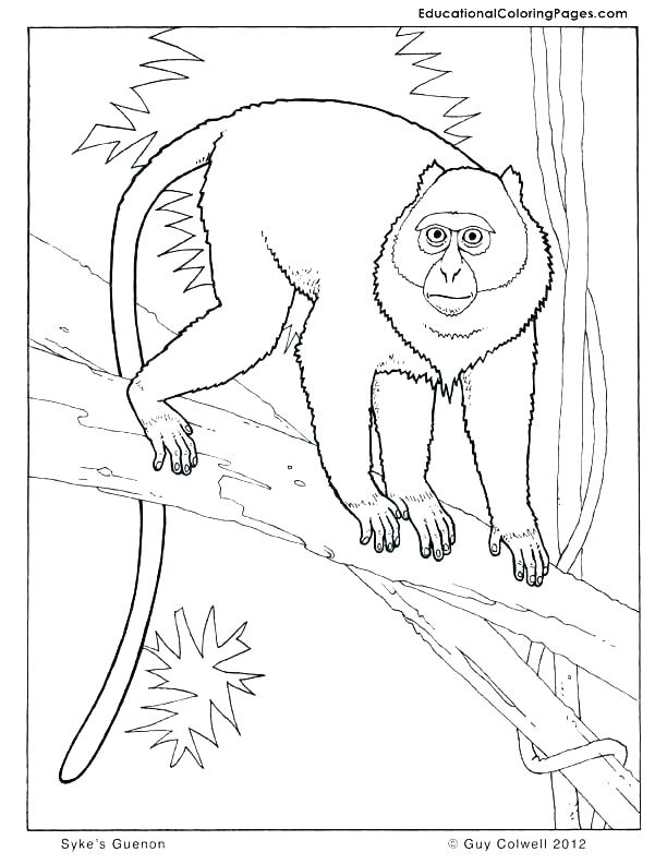 612x792 Squirrel Coloring Pages