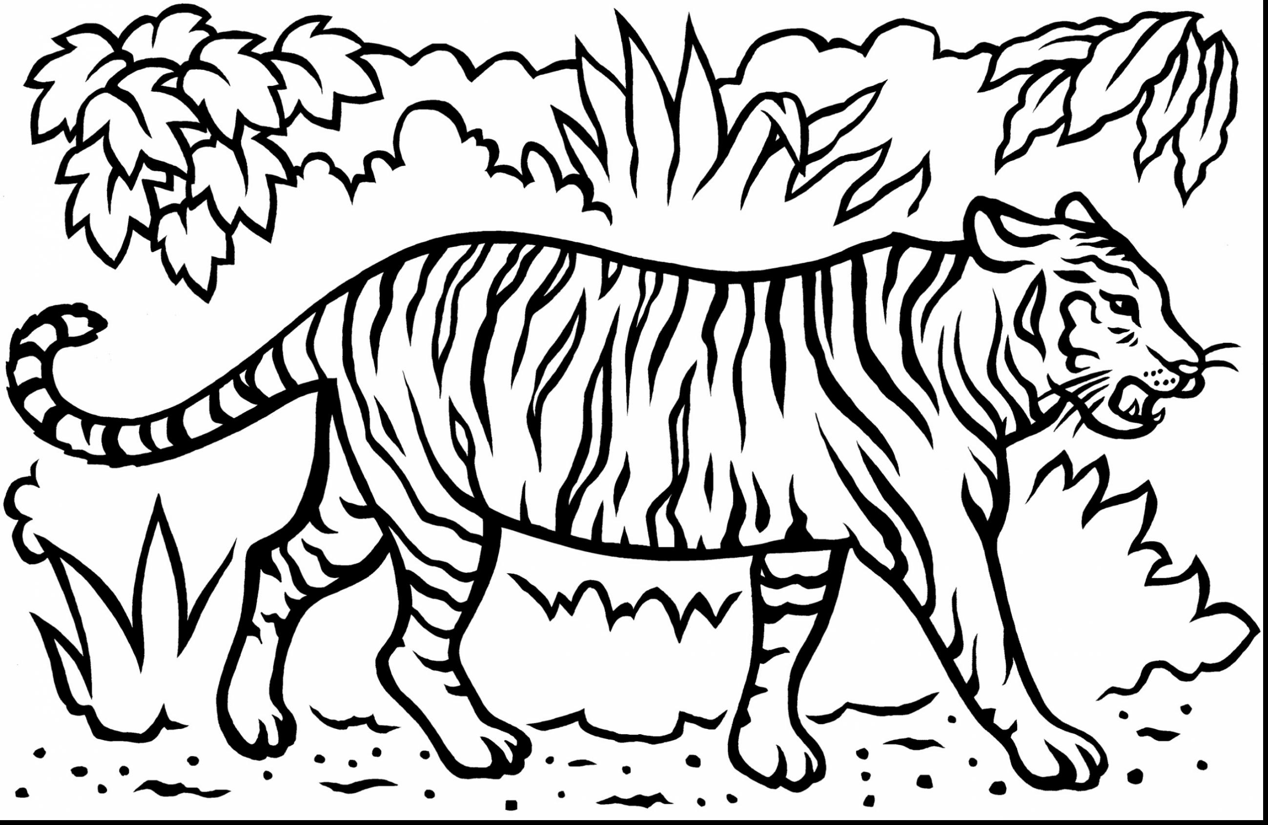 2598x1691 Pioneering Coloring Pictures Of Tigers Baby Tiger Pages