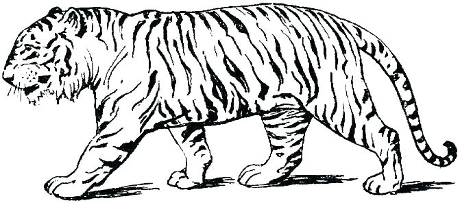 671x296 Baby Tiger Coloring Pages