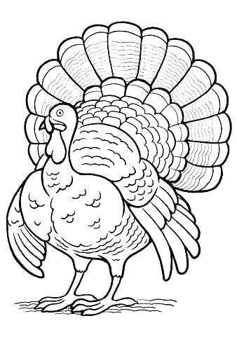 338x481 Coloring Pages Of A Turkey Coloring Page Of Turkey Cute Turkey