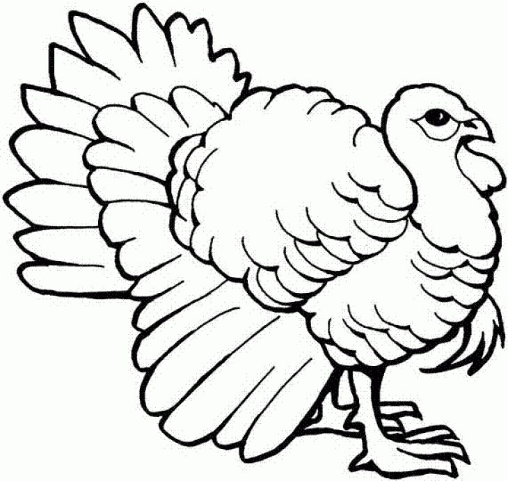 730x691 Wild Turkey Coloring Page To Print Online Animal Coloring Pages