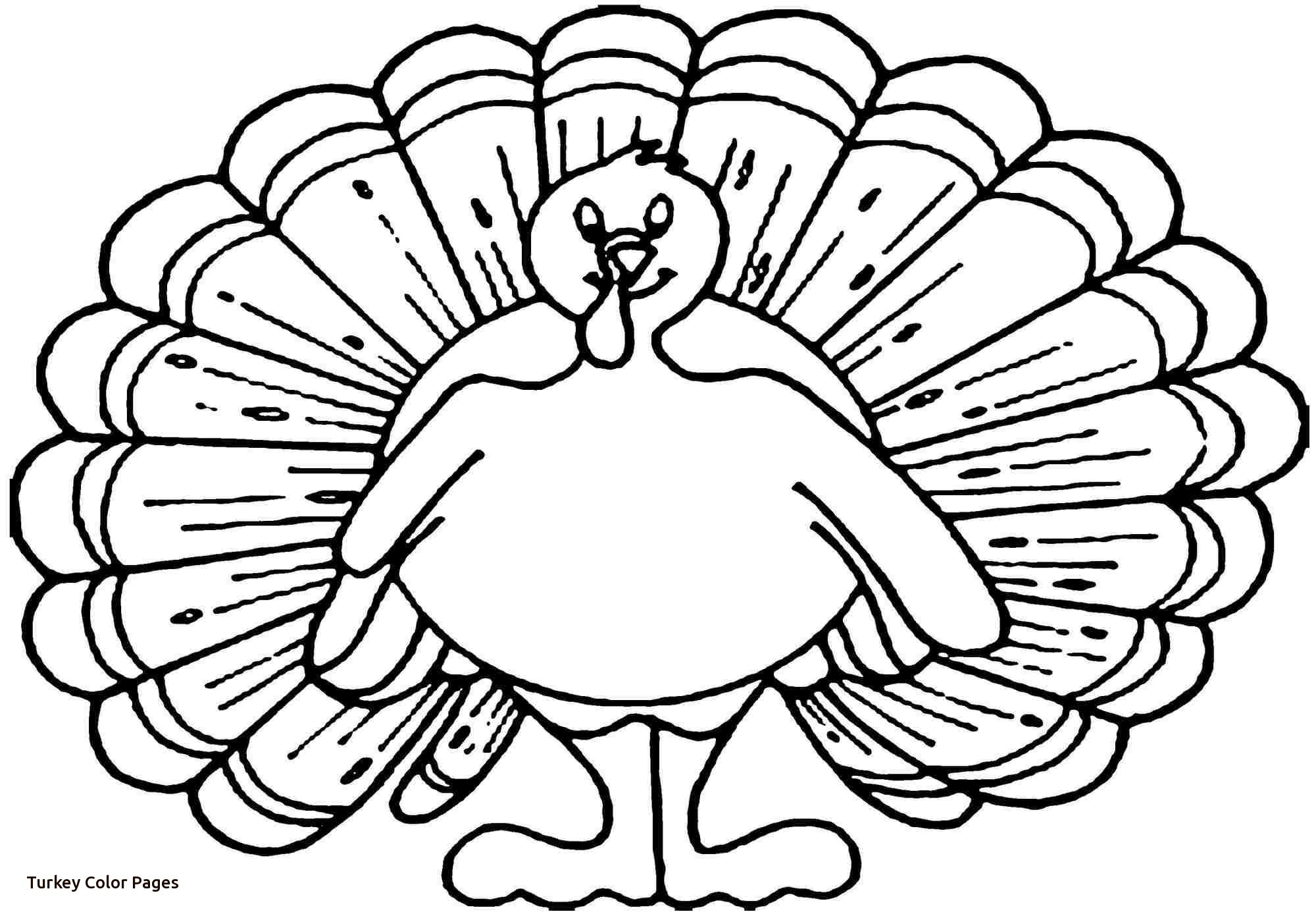 2000x1397 Baby Turkey Coloring Page Free Draw To Color