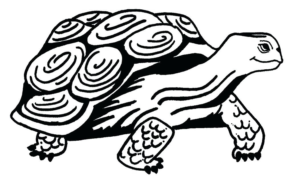 1024x638 Cute Baby Turtle Coloring Pages Swimming Page Free Printable Baby