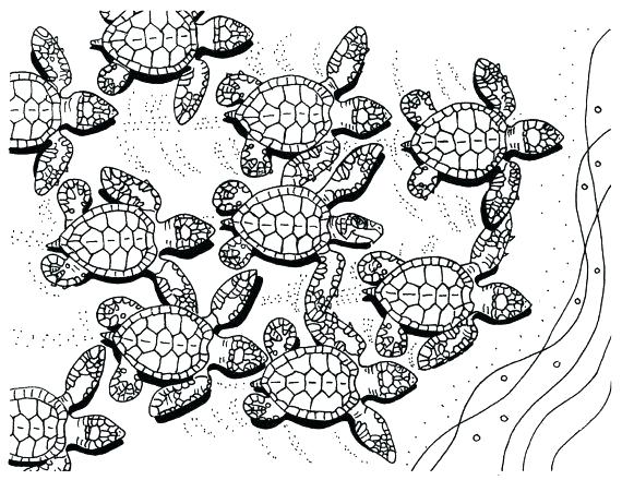 570x440 Sea Turtle Coloring Page