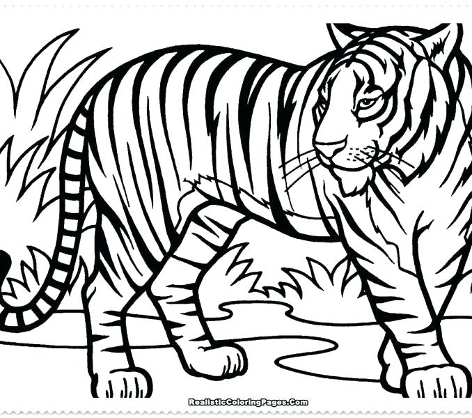 678x600 Printable White Tiger Pictures Kids Coloring Free Printable Tiger