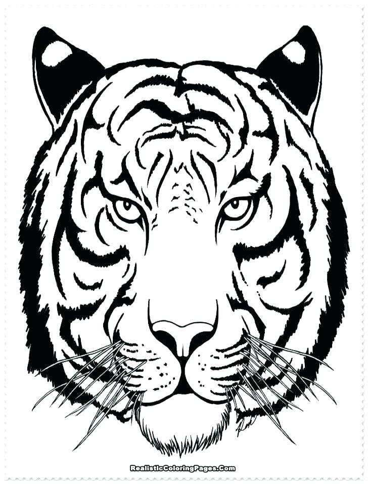728x958 Tiger Face Coloring Pages Baby White Tiger Face Coloring Page