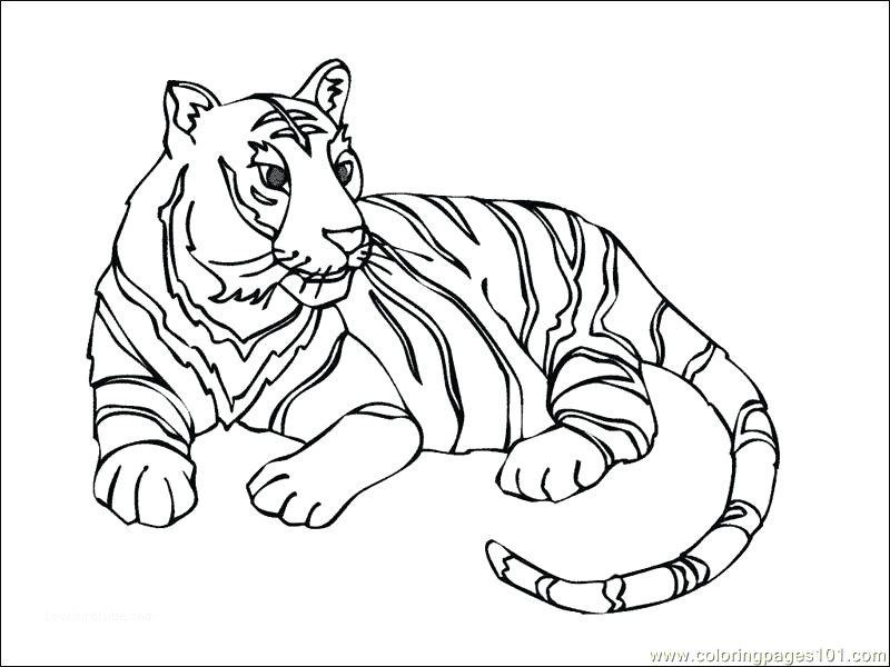 800x600 Top Baby White Tiger Coloring Pages For Your Phone Lovebird
