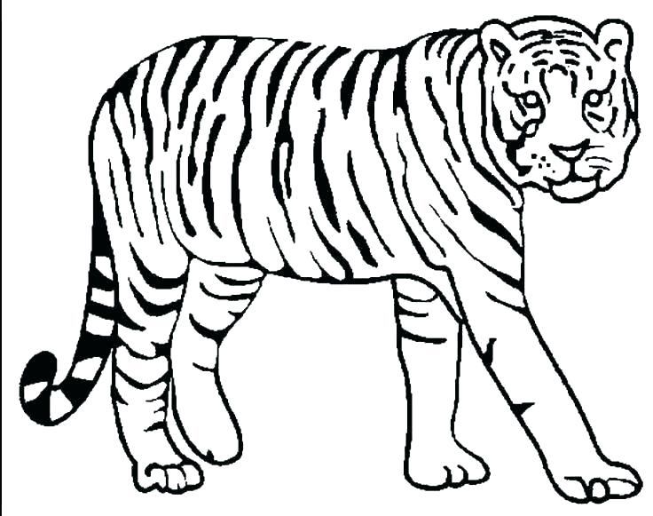 736x581 Baby Tiger Coloring Pages Tiger Pictures To Color White Tiger