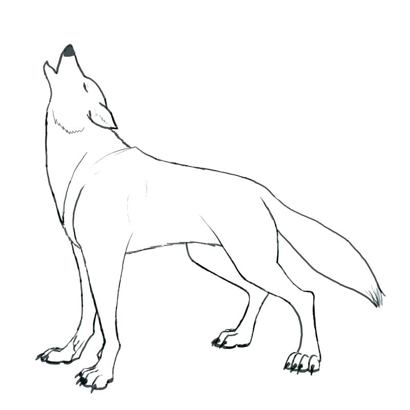 800x800 Wolf Coloring Pages To Print Baby Wolf Coloring Pages Wolf