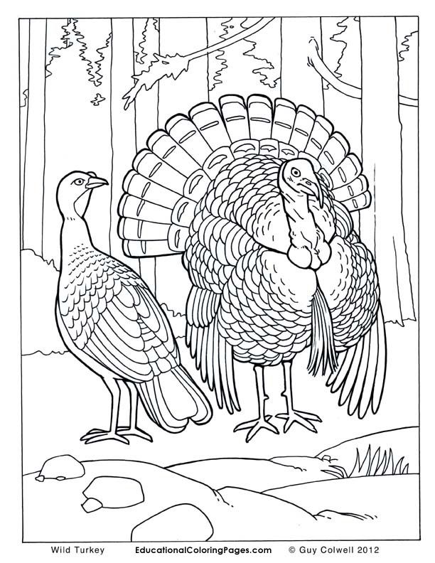 612x792 Bird Coloring Pages Free, Printable, Realistic