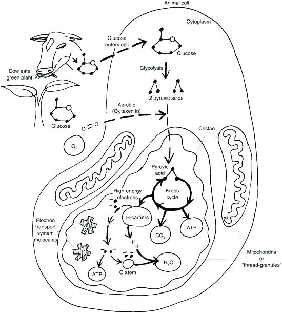 550x610 Bacteria Coloring Pages Animal Cell Coloring Page Animal Cell