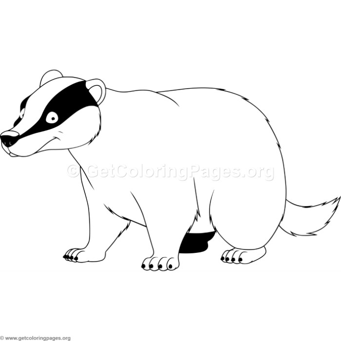 700x700 Badger Coloring Pages
