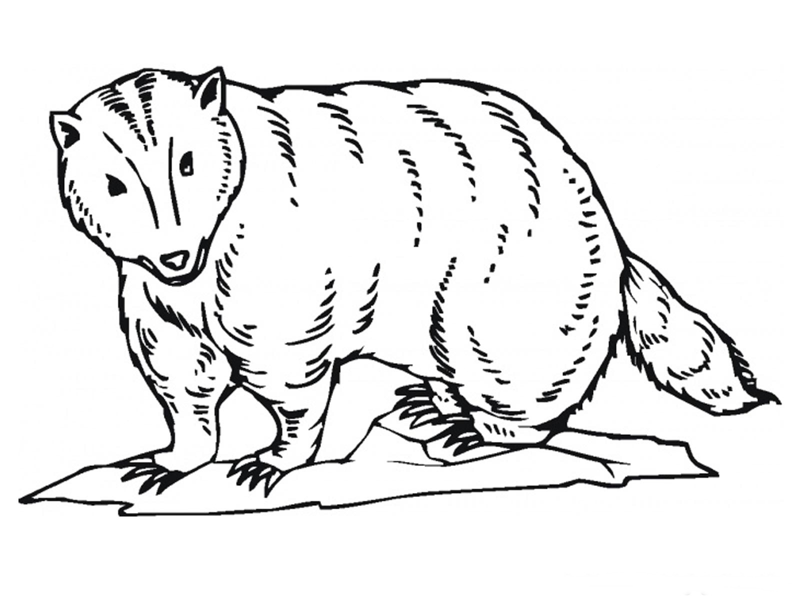 1600x1200 Badger Printable Coloring Pages