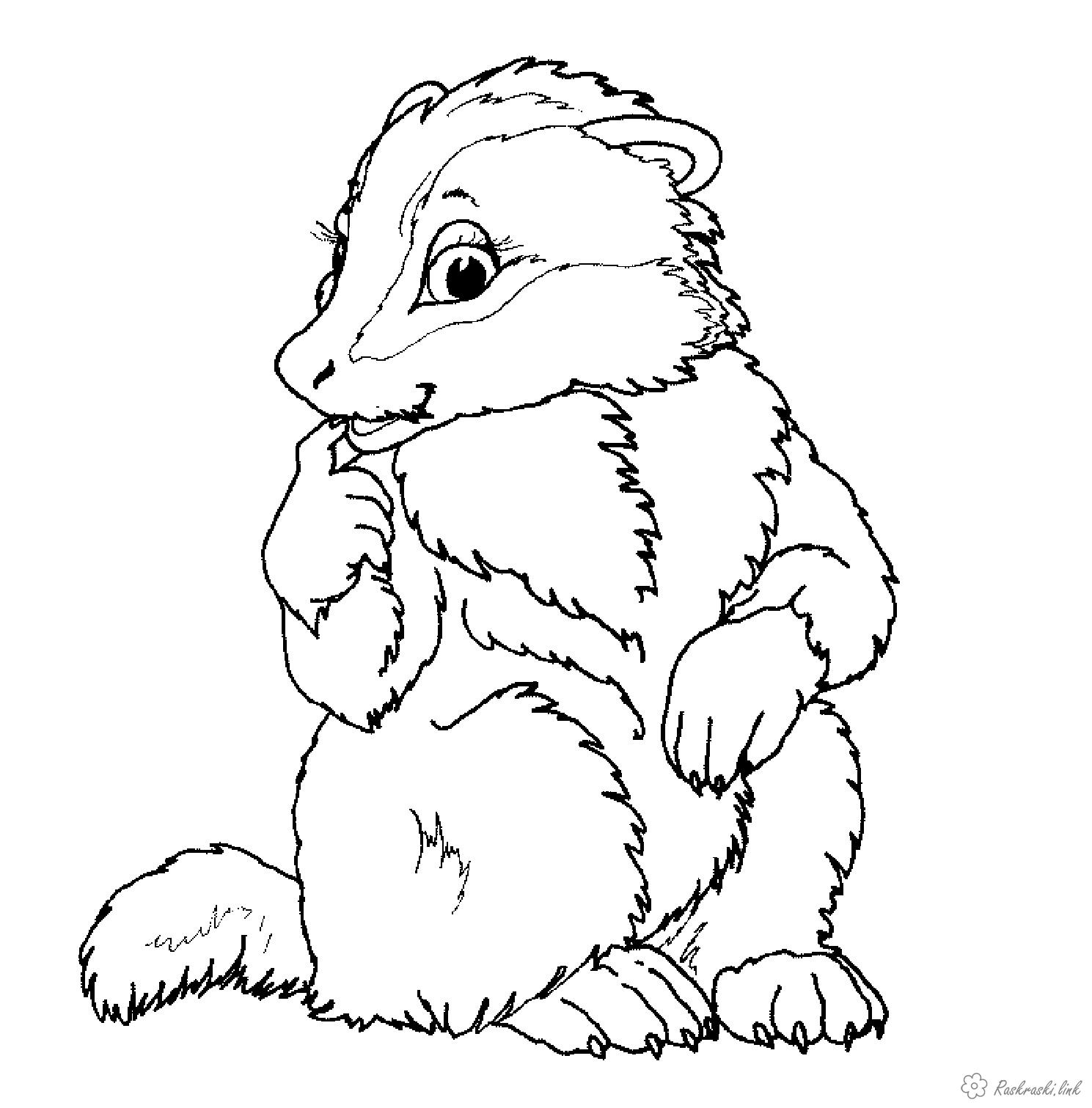 1489x1511 Best Of Badger Coloring Page Collection Printable Coloring Sheet