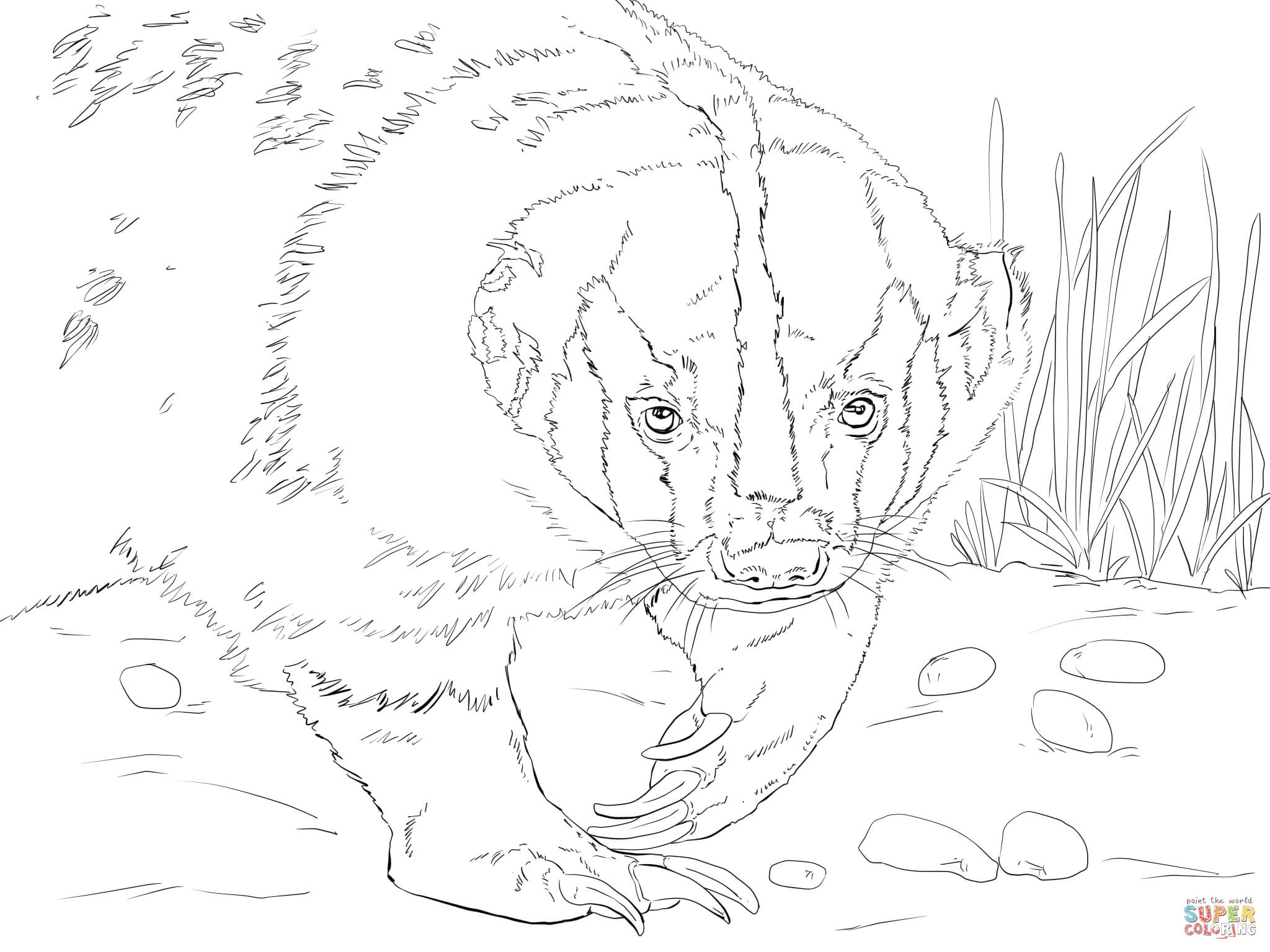 2048x1536 Opportunities Honey Badger Coloring Page Ameri