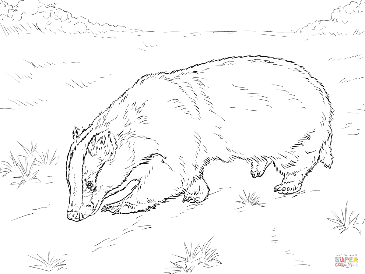 1199x899 Value Honey Badger Coloring Page European Snif