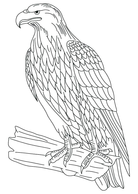 564x791 Bald Eagle Coloring Pages Printable
